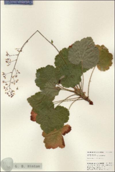 URN_catalog_HBHinton_herbarium_25196.jpg.jpg