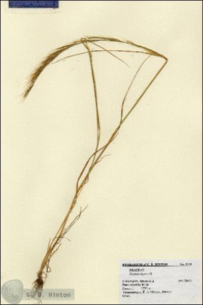URN_catalog_HBHinton_herbarium_2119.jpg.jpg