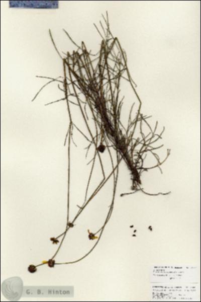URN_catalog_HBHinton_herbarium_25947.jpg.jpg