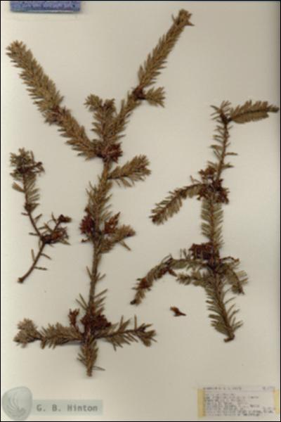 URN_catalog_HBHinton_herbarium_17271.jpg.jpg