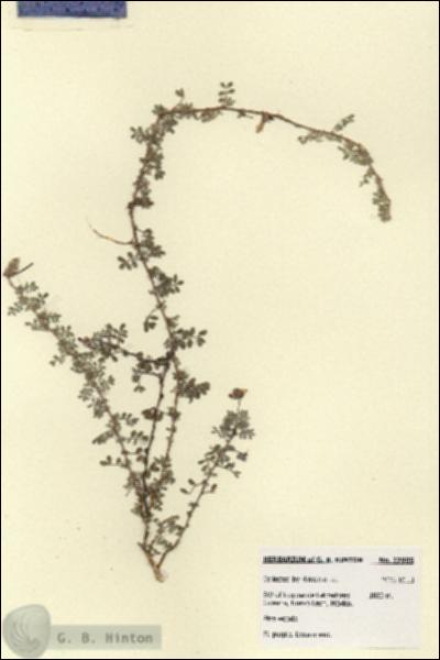 URN_catalog_HBHinton_herbarium_27905.jpg.jpg