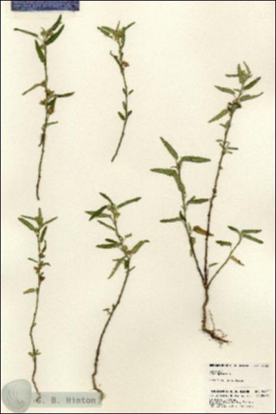 URN_catalog_HBHinton_herbarium_24222.jpg.jpg