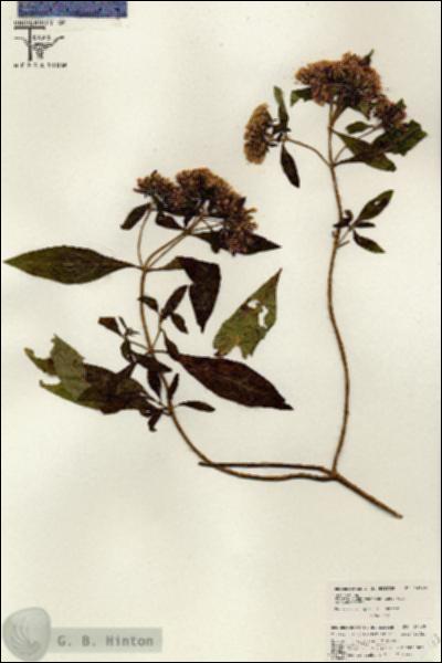 URN_catalog_HBHinton_herbarium_26443.jpg.jpg