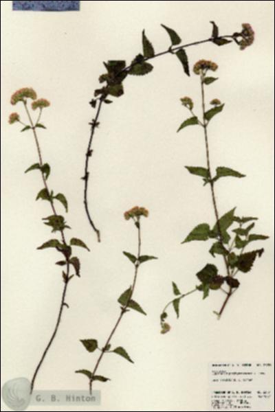 URN_catalog_HBHinton_herbarium_23781.jpg.jpg