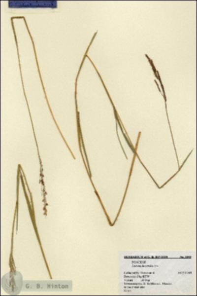 URN_catalog_HBHinton_herbarium_2503.jpg.jpg