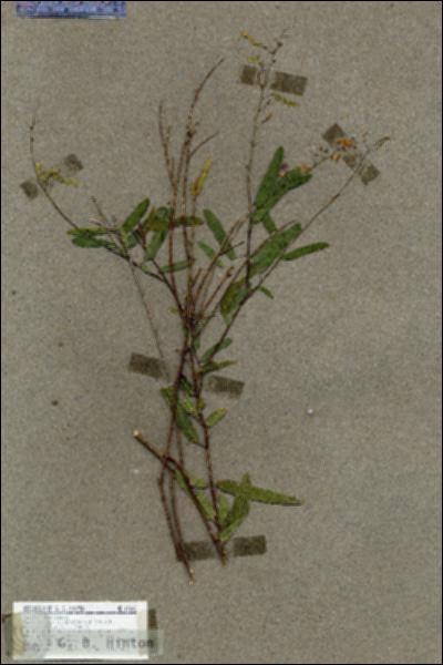 URN_catalog_HBHinton_herbarium_17606.jpg.jpg