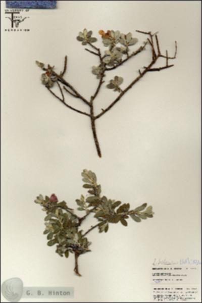 URN_catalog_HBHinton_herbarium_25522.jpg.jpg