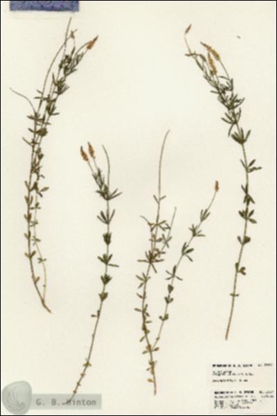 URN_catalog_HBHinton_herbarium_23757.jpg.jpg