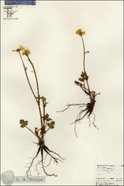 URN_catalog_HBHinton_herbarium_26641.jpg.jpg