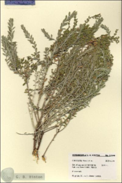 URN_catalog_HBHinton_herbarium_27948.jpg.jpg