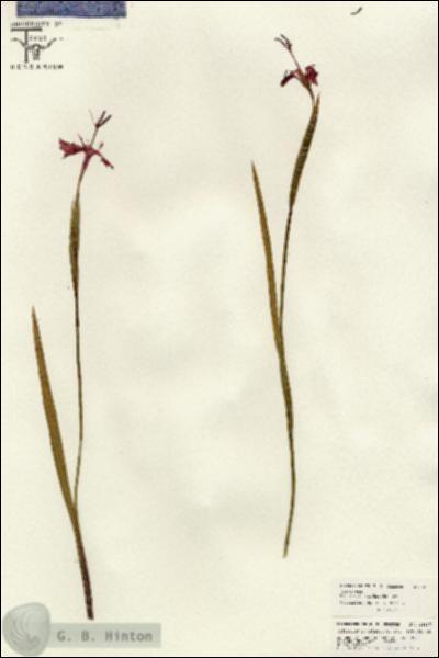 URN_catalog_HBHinton_herbarium_26637.jpg.jpg