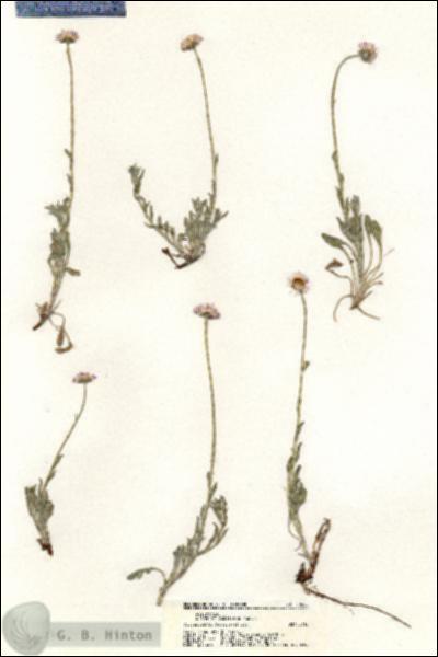 URN_catalog_HBHinton_herbarium_20282.jpg.jpg