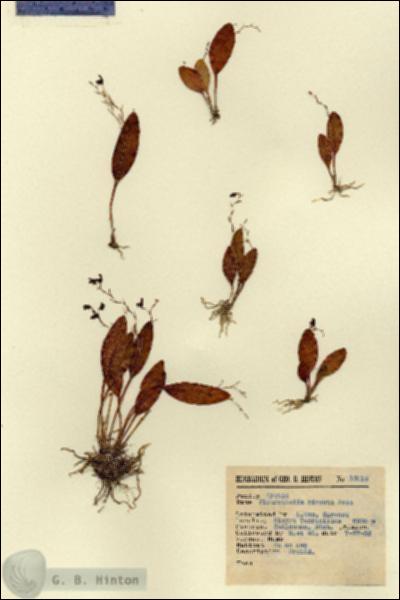 URN_catalog_HBHinton_herbarium_15018.jpg.jpg