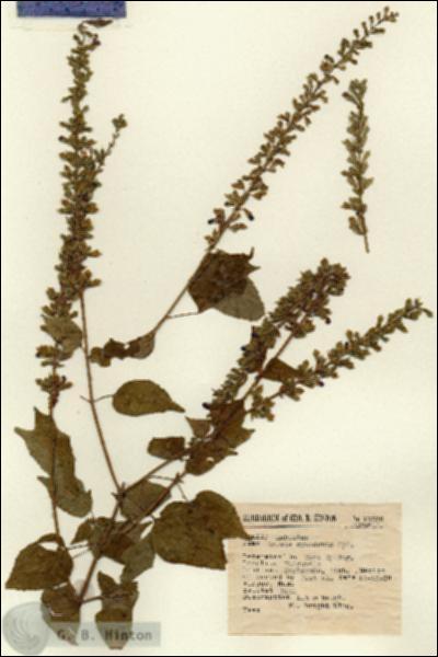 URN_catalog_HBHinton_herbarium_12576.jpg.jpg