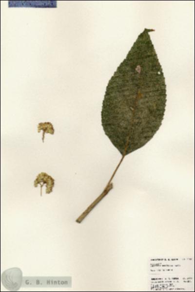 URN_catalog_HBHinton_herbarium_24514.jpg.jpg