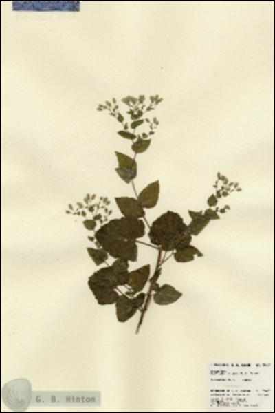 URN_catalog_HBHinton_herbarium_22447.jpg.jpg