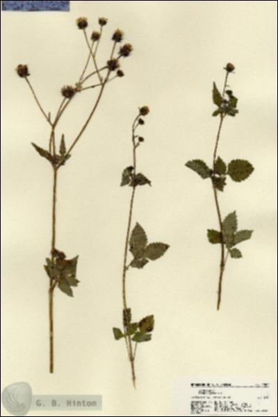 URN_catalog_HBHinton_herbarium_22500.jpg.jpg