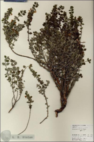 URN_catalog_HBHinton_herbarium_25974.jpg.jpg