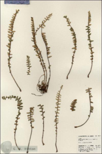 URN_catalog_HBHinton_herbarium_23726.jpg.jpg