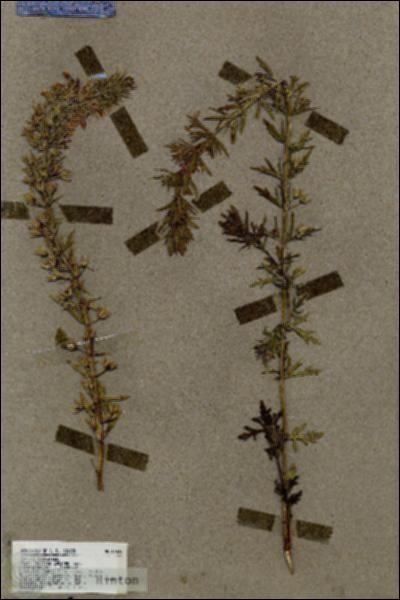 URN_catalog_HBHinton_herbarium_17636.jpg.jpg