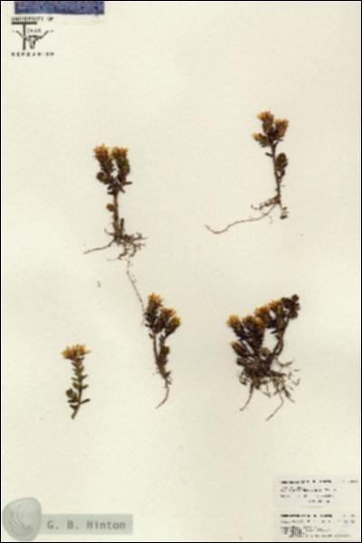 URN_catalog_HBHinton_herbarium_26590.jpg.jpg