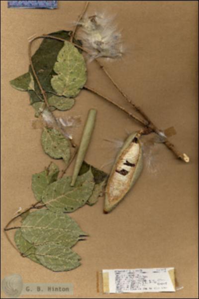 URN_catalog_HBHinton_herbarium_18119.jpg.jpg