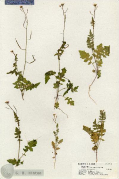 URN_catalog_HBHinton_herbarium_21110.jpg.jpg