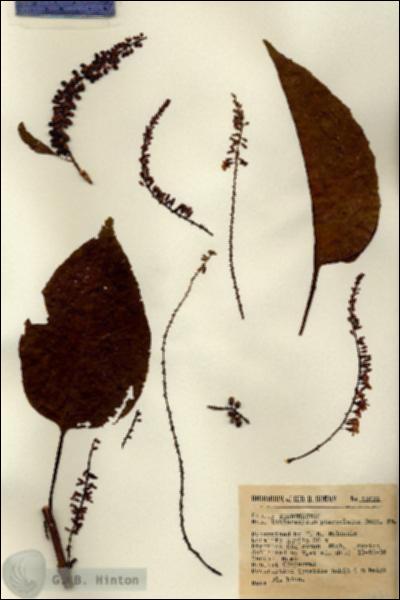 URN_catalog_HBHinton_herbarium_12631.jpg.jpg