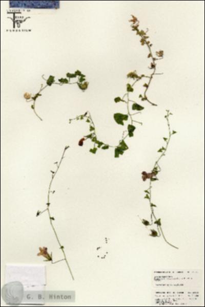 URN_catalog_HBHinton_herbarium_25644.jpg.jpg