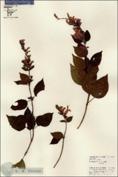 URN_catalog_HBHinton_herbarium_26167.jpg.jpg