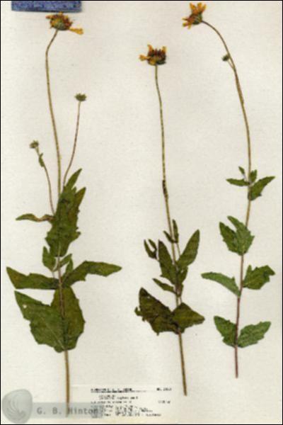 URN_catalog_HBHinton_herbarium_21106.jpg.jpg