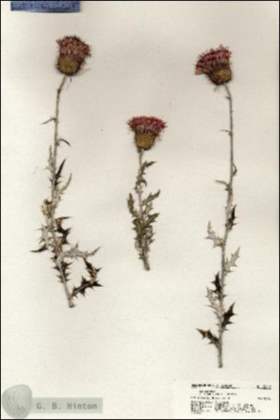 URN_catalog_HBHinton_herbarium_20918.jpg.jpg