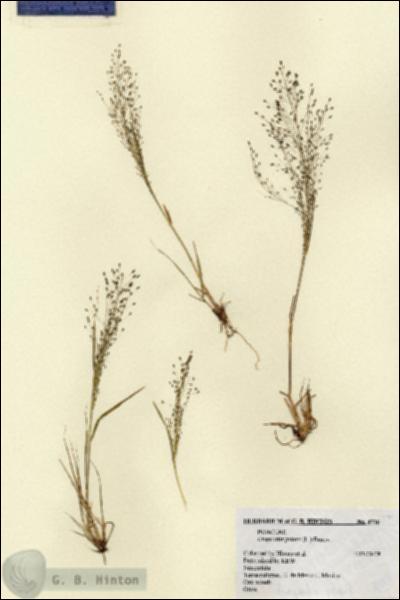URN_catalog_HBHinton_herbarium_4716.jpg.jpg