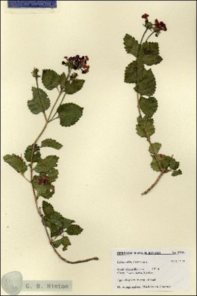 URN_catalog_HBHinton_herbarium_27754.jpg.jpg