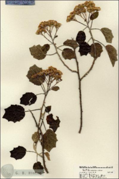 URN_catalog_HBHinton_herbarium_22205.jpg.jpg