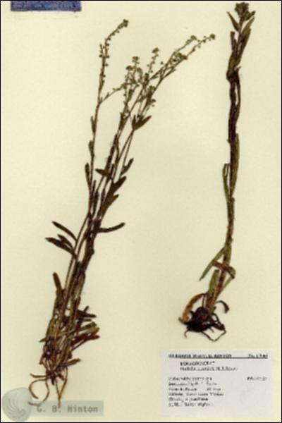 URN_catalog_HBHinton_herbarium_17046.jpg.jpg