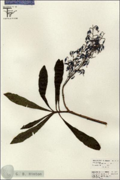 URN_catalog_HBHinton_herbarium_26623.jpg.jpg