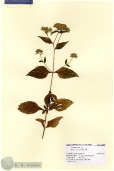 URN_catalog_HBHinton_herbarium_12909.jpg.jpg