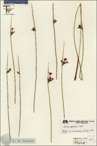 URN_catalog_HBHinton_herbarium_26560.jpg.jpg