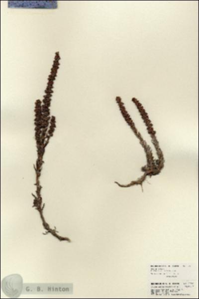 URN_catalog_HBHinton_herbarium_22566.jpg.jpg