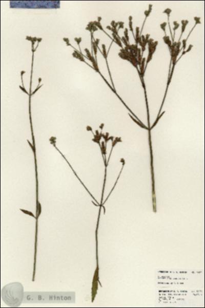 URN_catalog_HBHinton_herbarium_24171.jpg.jpg