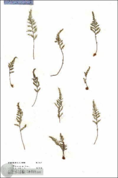 URN_catalog_HBHinton_herbarium_20071.jpg.jpg