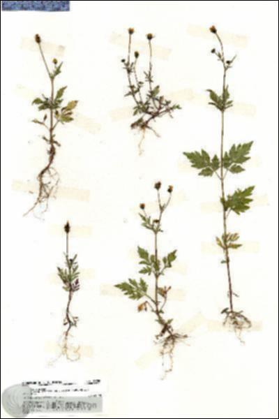 URN_catalog_HBHinton_herbarium_19788.jpg.jpg