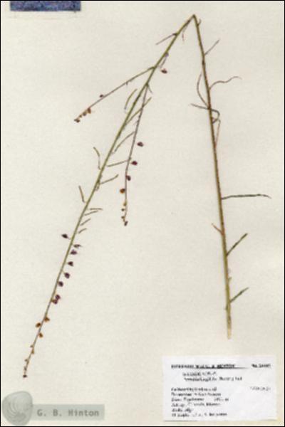 URN_catalog_HBHinton_herbarium_20447.jpg.jpg