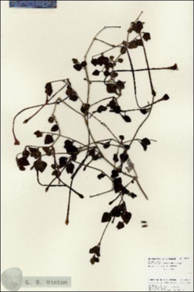 URN_catalog_HBHinton_herbarium_25967.jpg.jpg
