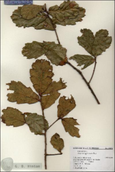 URN_catalog_HBHinton_herbarium_19372.jpg.jpg