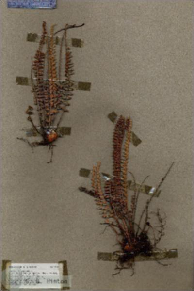 URN_catalog_HBHinton_herbarium_19093.jpg.jpg