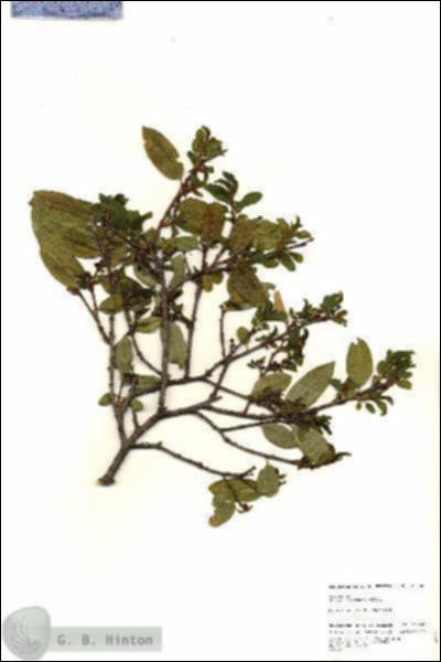 URN_catalog_HBHinton_herbarium_25288.jpg.jpg