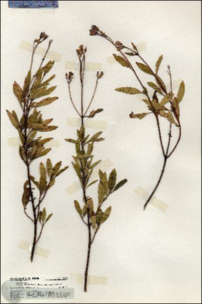 URN_catalog_HBHinton_herbarium_20149.jpg.jpg