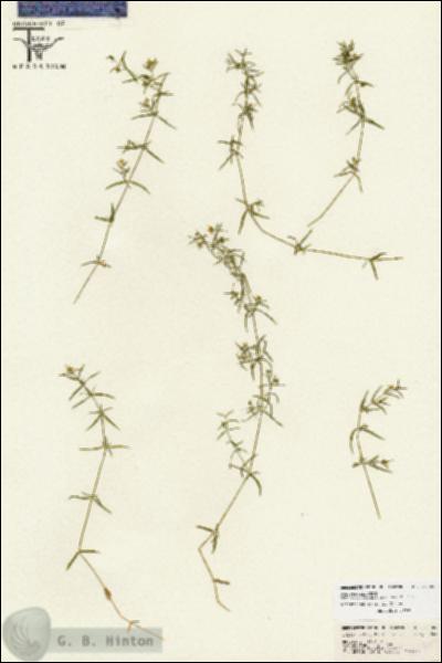 URN_catalog_HBHinton_herbarium_26709.jpg.jpg